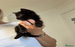 British Shorthair cats for sale: Short haired kittens  - Image 6