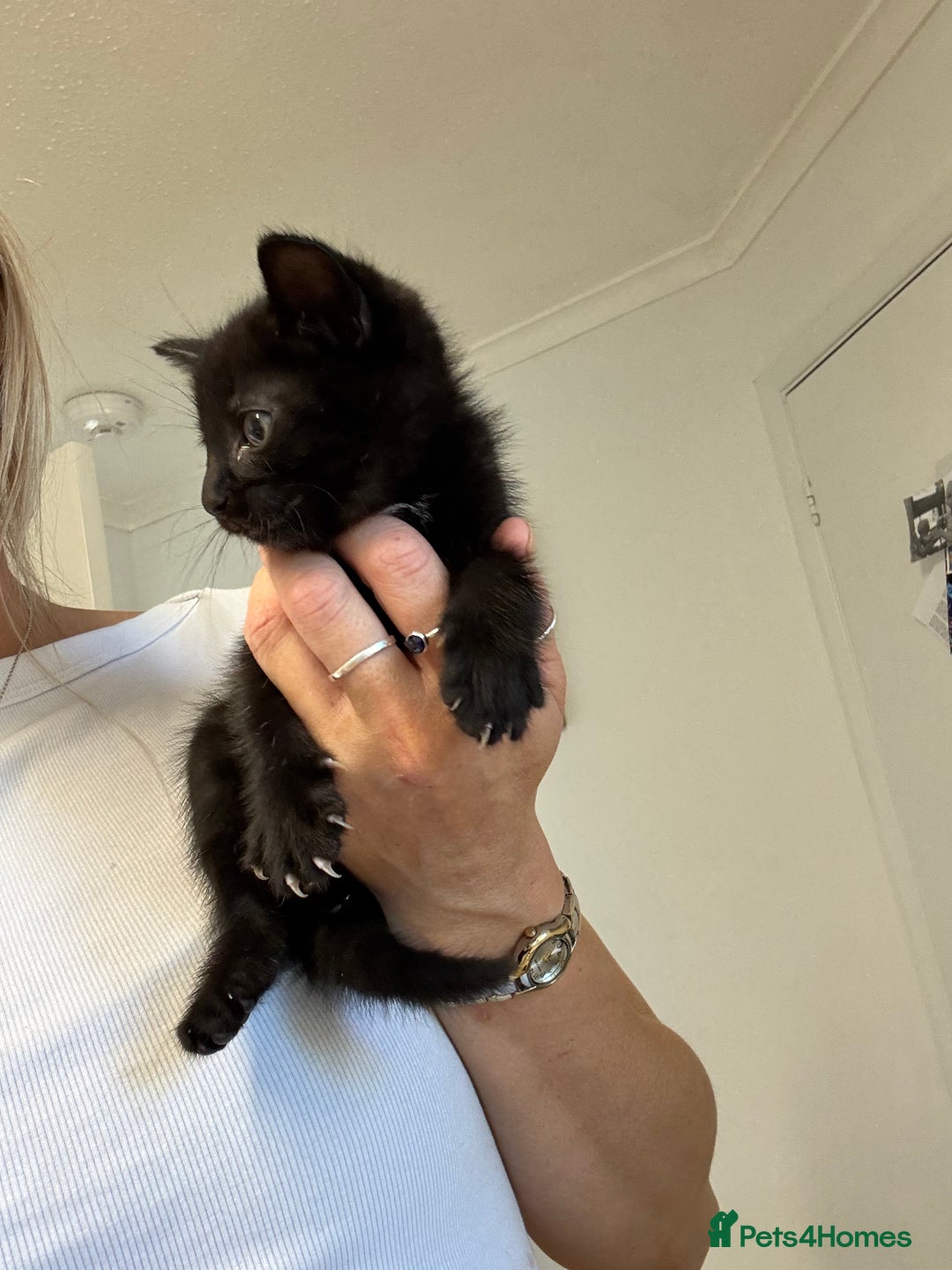 British Shorthair cats for sale: Short haired kittens  - Image 6