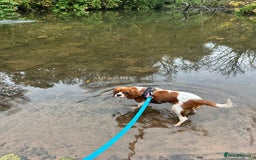 Cavalier King Charles Spaniel dogs for sale: 8 Month Old Girl  - Advert 7