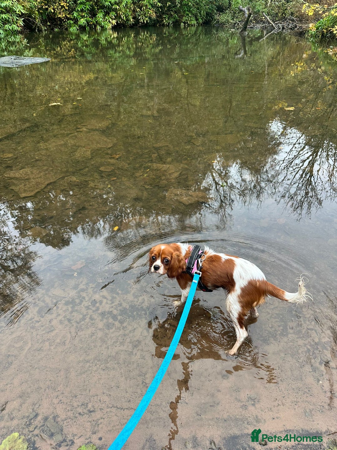 Cavalier King Charles Spaniel dogs for sale: 8 Month Old Girl  - Advert 7