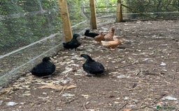 Ducks poultry for sale: Cayuga and Orpington ducks  - Image 4