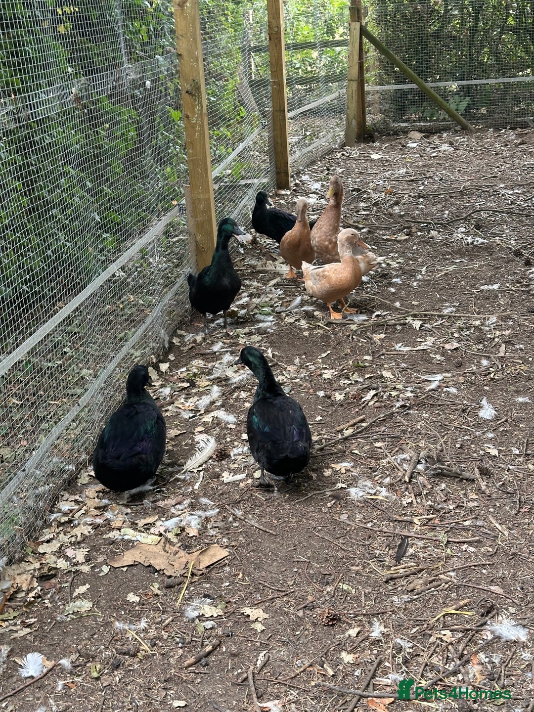 Ducks poultry for sale: Cayuga and Orpington ducks  - Image 4