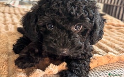 Jackapoo dogs for sale: Beautiful Jackapoo x Asian Toy poodle F1B - Image 19