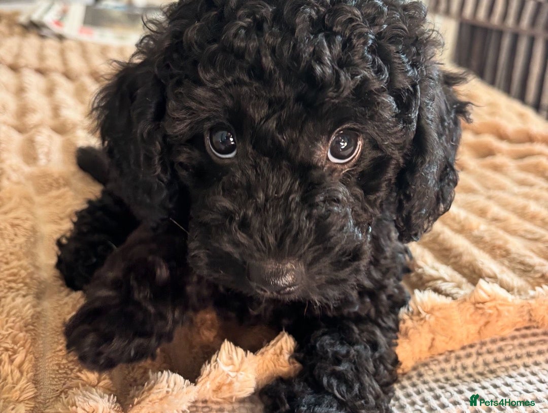 Jackapoo dogs for sale: Beautiful Jackapoo x Asian Toy poodle F1B - Image 19