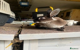 Rex rabbits for sale: Mini Rex does  - Image 2