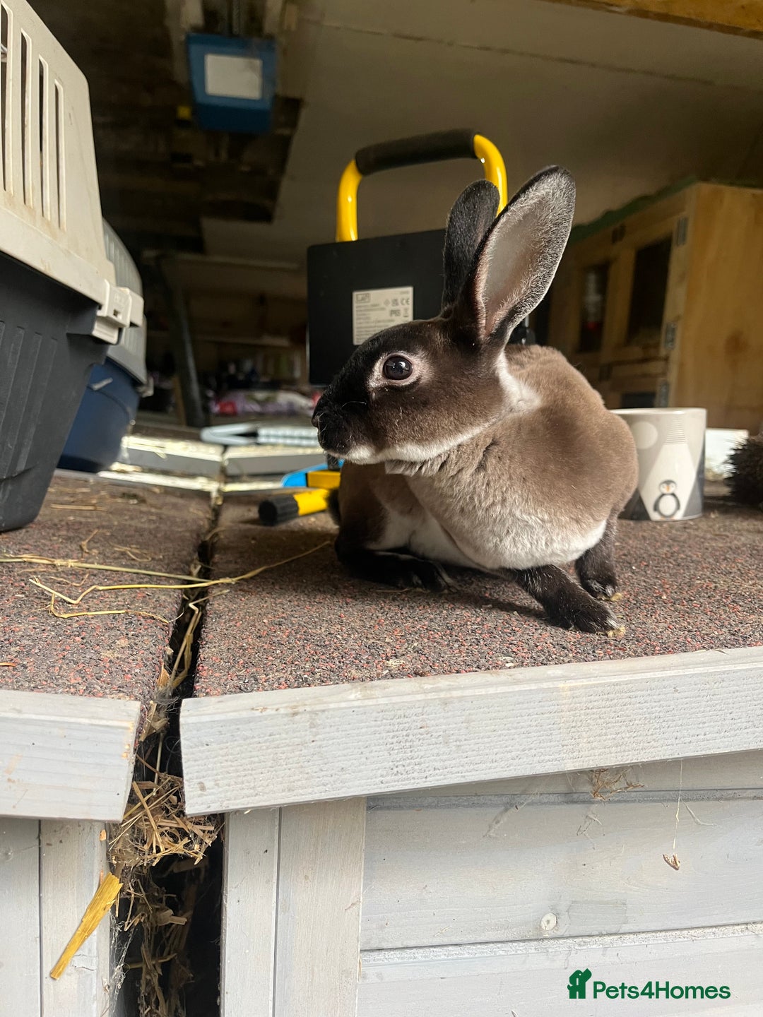 Rex rabbits for sale: Mini Rex does  - Image 2