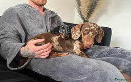 Miniature Dachshund dogs for sale: Two girl dashhounds  - Image 5