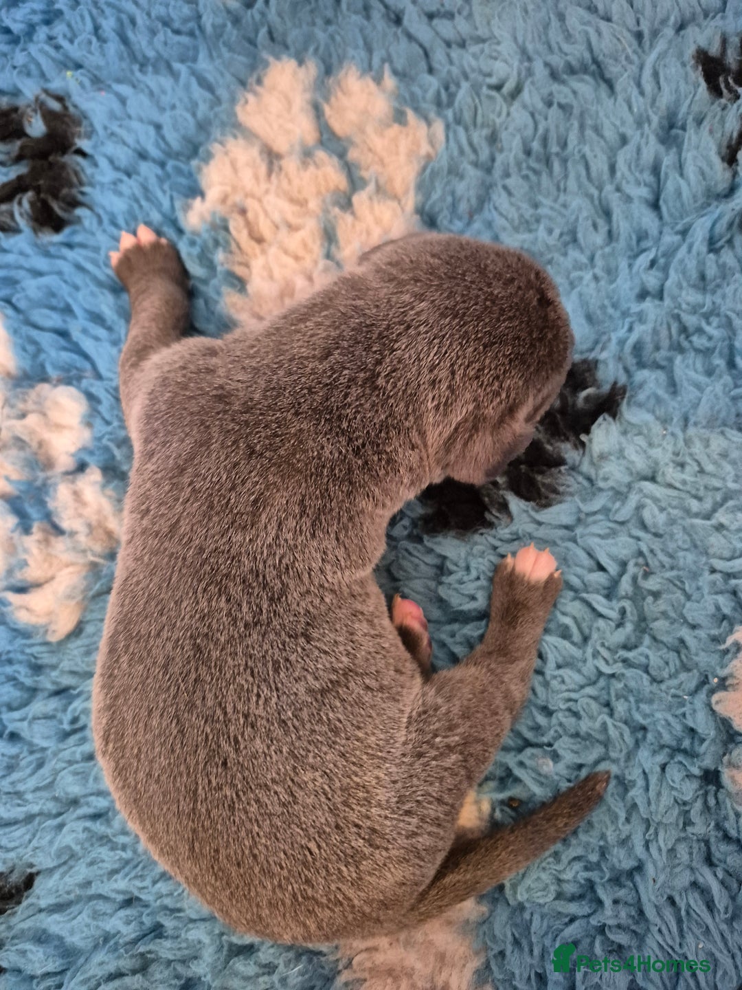 Great Dane dogs for sale: Pedigree Great Dane babies  - Advert 4