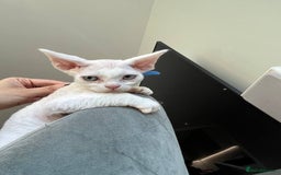 Devon Rex cats for sale: Meet Our Devon Rex Kittens One-of-a-Kind Litter! - Image 5