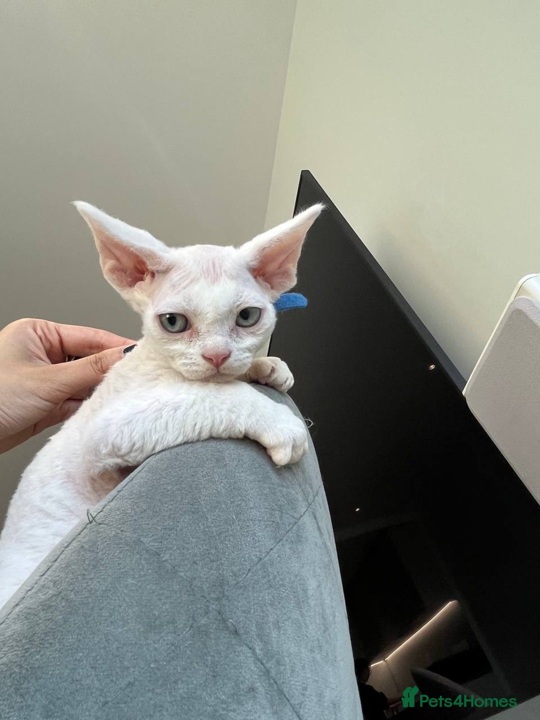 Devon Rex cats for sale: Meet Our Devon Rex Kittens One-of-a-Kind Litter! - Image 5