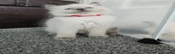 Ragdoll cats for sale: ❤️Beautiful RAGDOLL KITTEN ❤️ - Advert 27