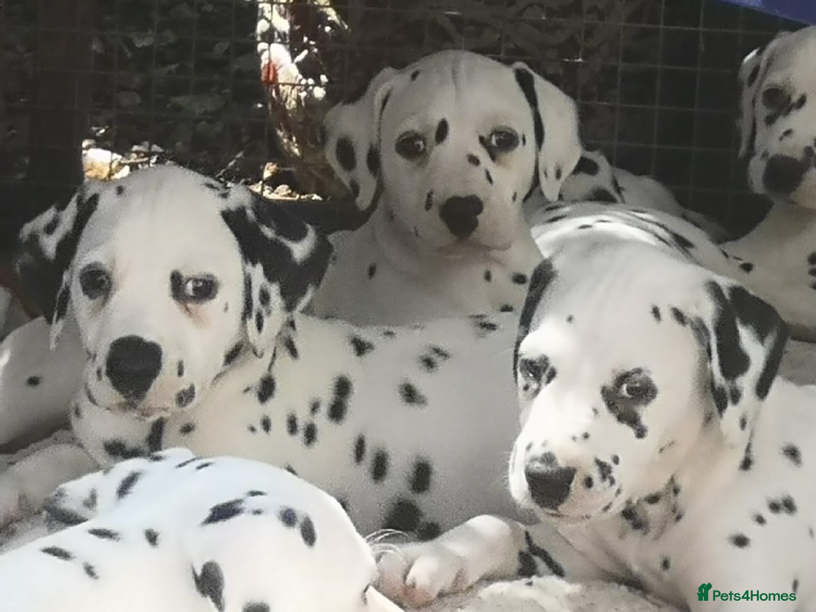 Dalmatian dogs Beautiful Purebred Black-Spotted Dalmatian Puppies - Advert 3