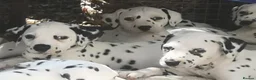 Dalmatian dogs for sale: Beautiful Purebred Black-Spotted Dalmatian Puppies in Norwich - Advert 2