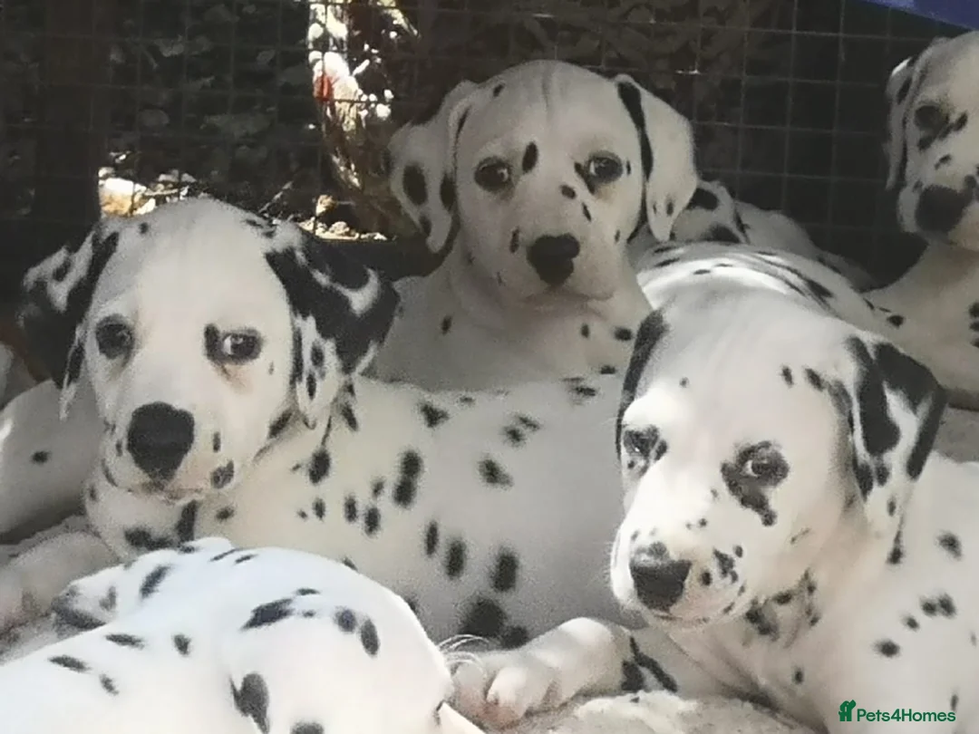 Dalmatian dogs for sale: Beautiful Purebred Black-Spotted Dalmatian Puppies in Norwich - Advert 2