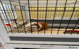 Guinea Pig rodents for sale: Four female guinea pigs and hutch for sale - Image 10