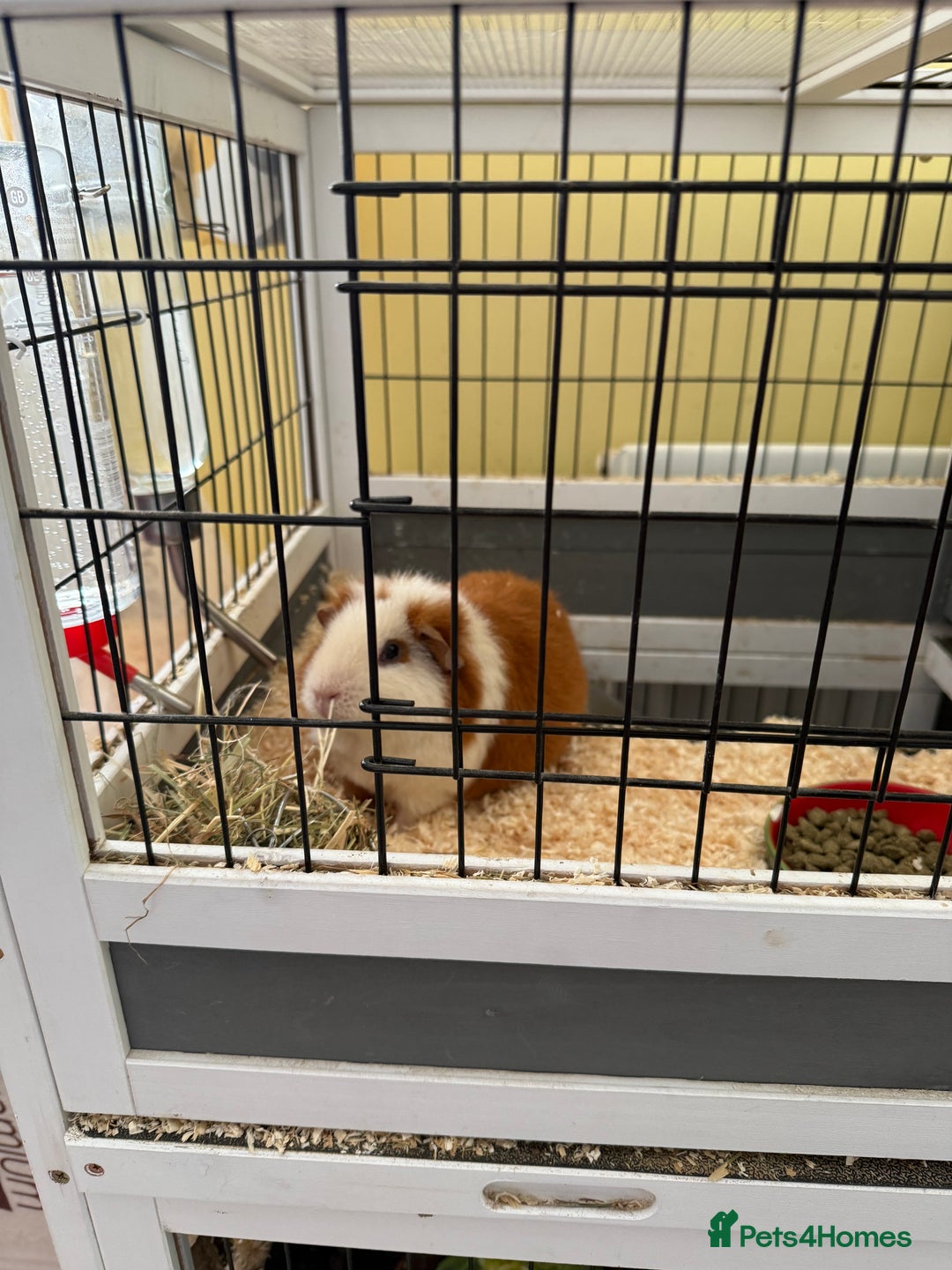 Guinea Pig rodents for sale: Four female guinea pigs and hutch for sale - Image 10