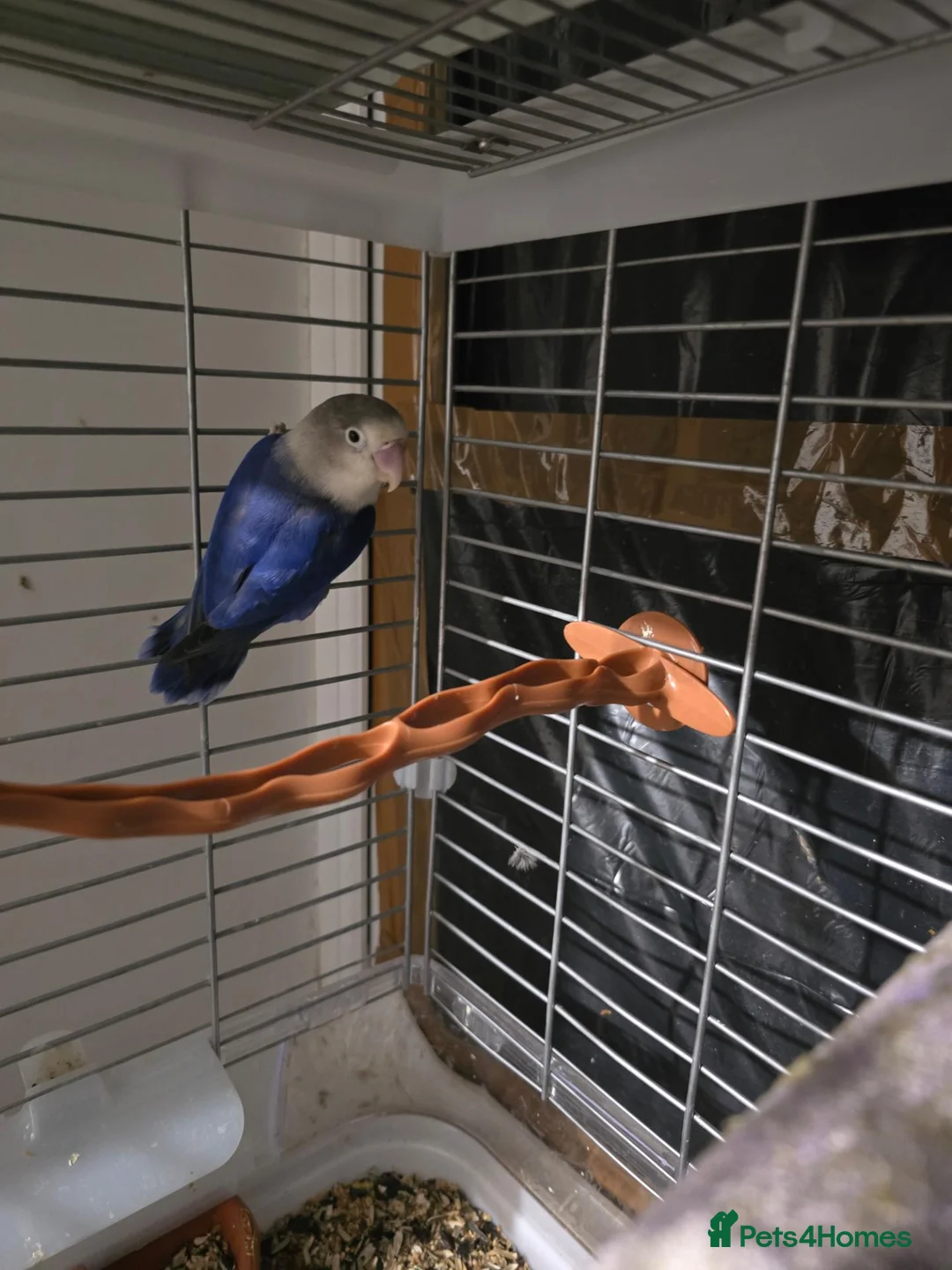 Lovebirds birds for sale: Lovebirds  - Advert 2