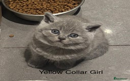 British Shorthair cats for sale: Chunky BSH Blue Kittens  - Advert 4