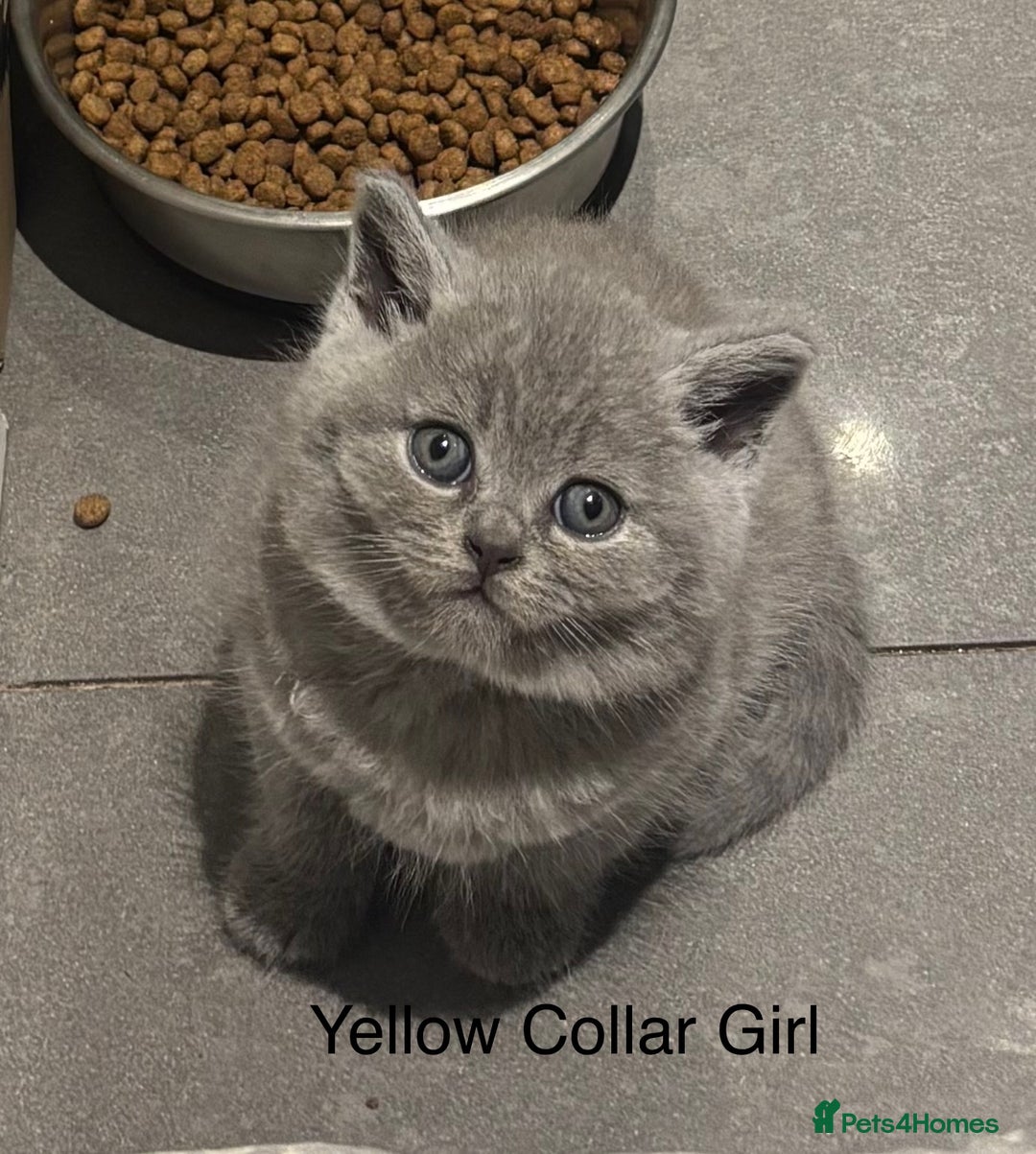 British Shorthair cats for sale: Chunky BSH Blue Kittens  - Advert 4