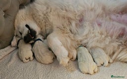 Samoyed dogs for sale: Female KC Registered Samoyed puppy  - Image 8