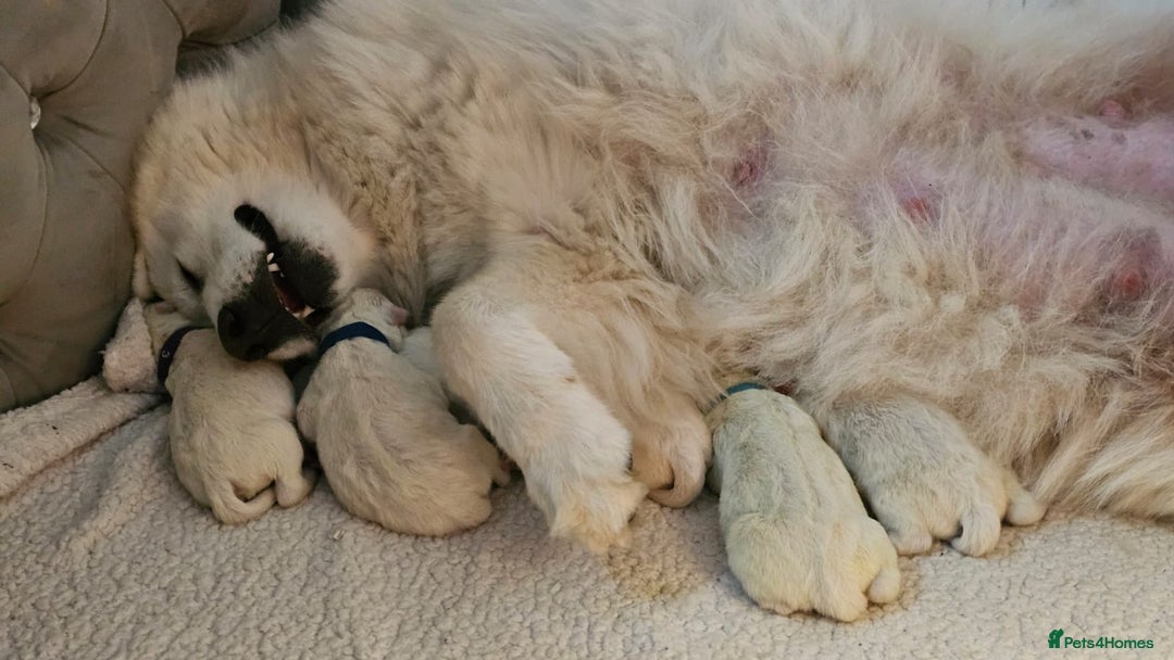 Samoyed dogs for sale: Female KC Registered Samoyed puppy  - Image 8