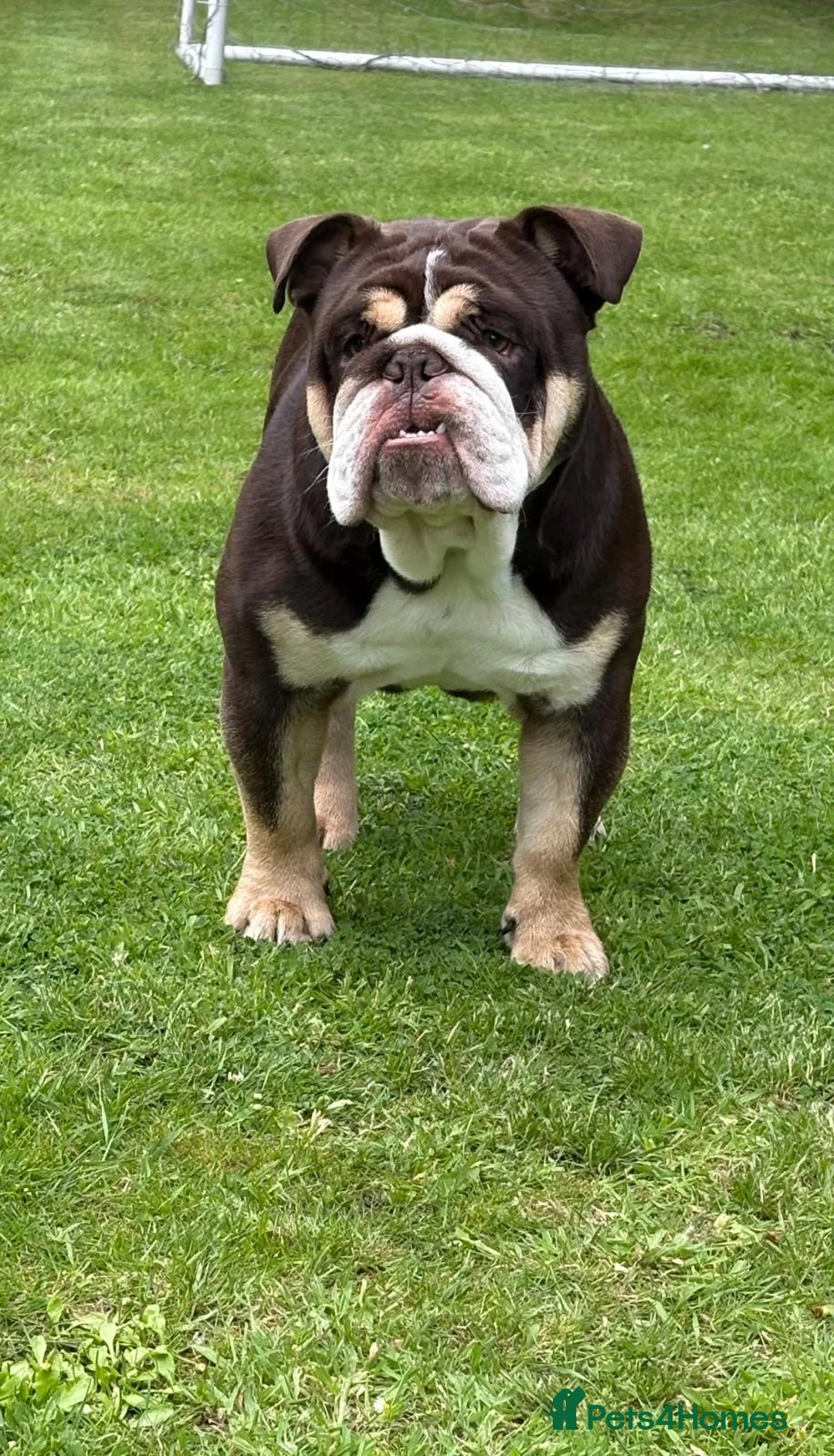English Bulldog dogs for stud: Chocolate and white rocket Rambo for stud in Walsall - Advert 7