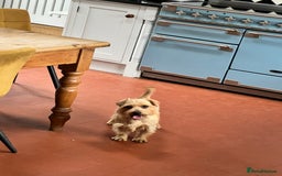 Norfolk Terrier dogs for sale: Retired stud boy 6 years old   - Image 1