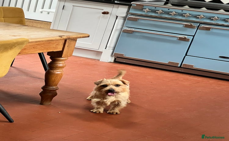 Norfolk Terrier dogs - Advert 1