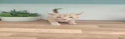 Mixed Breed cats for sale: Beautiful, sweet tempered kittens in Hailsham - Advert 34