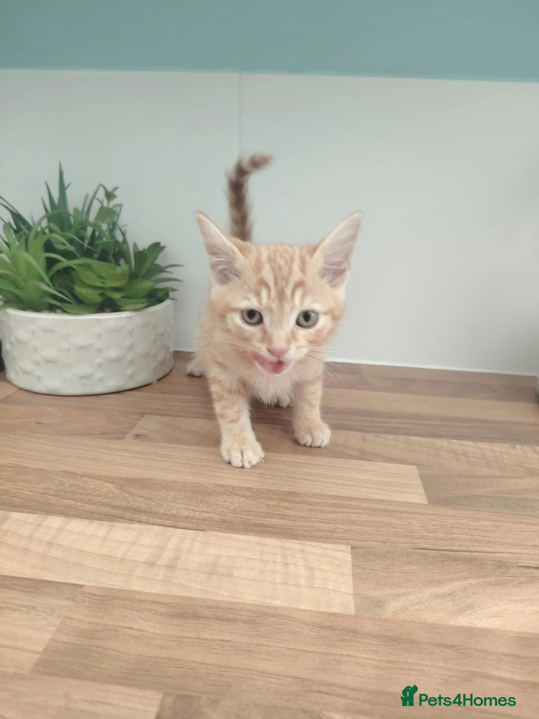 Mixed Breed cats for sale: Beautiful, sweet tempered kittens in Hailsham - Advert 34