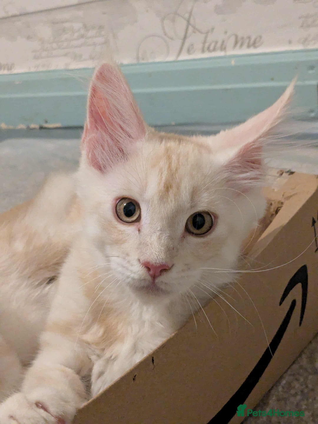 Maine Coon cats for sale: Cream boy maine coon  - Image 6