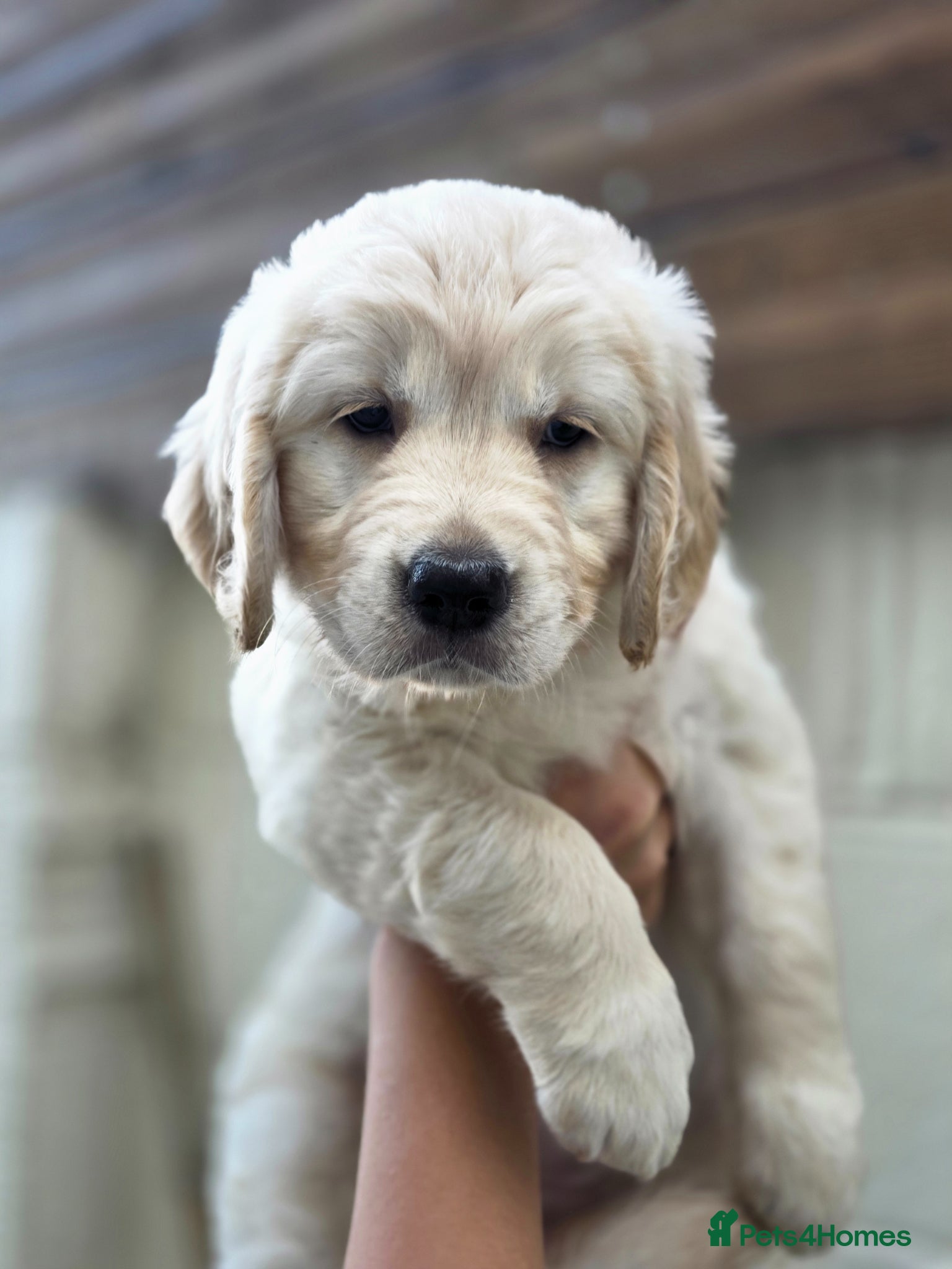 Golden Retriever dogs Golden retrievers pure breed. - Advert 6