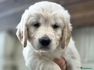 Golden Retriever dogs Golden retrievers pure breed. - Advert 6