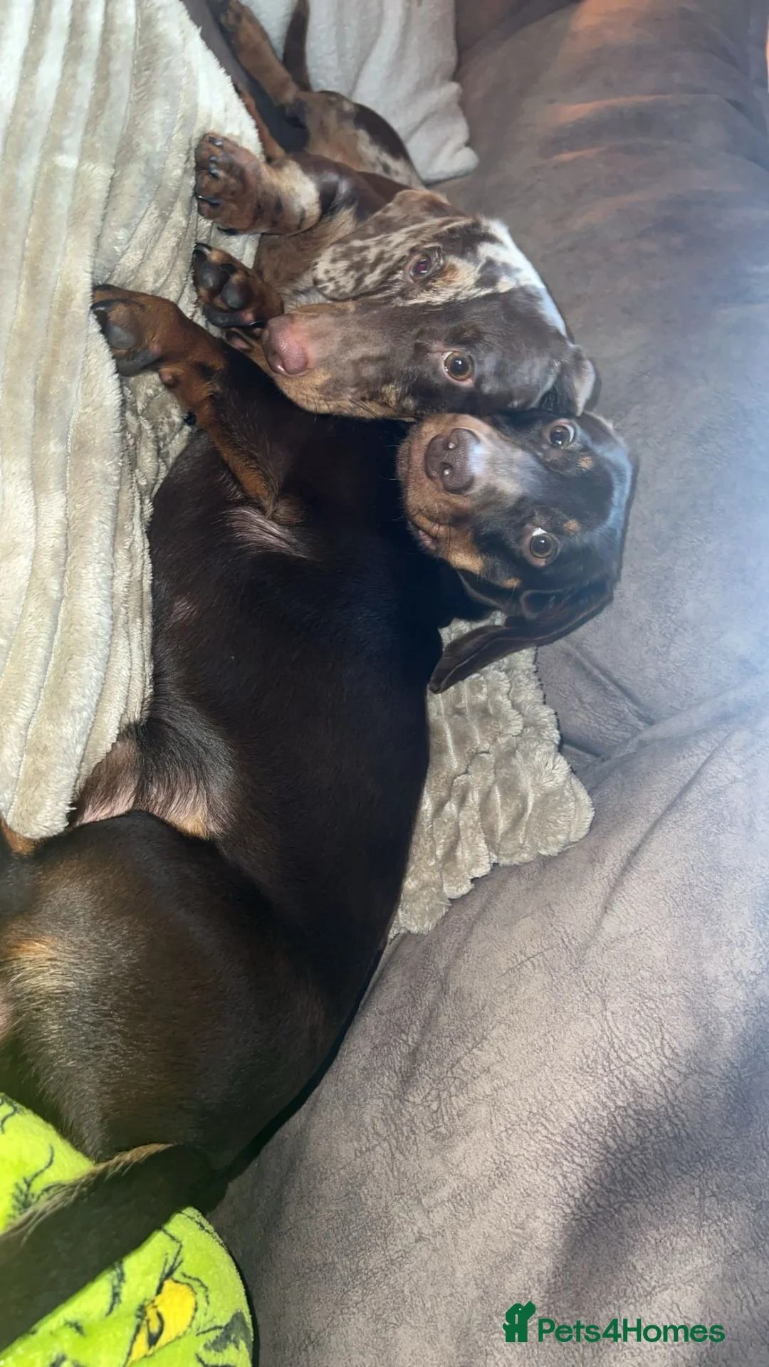 Miniature Dachshund dogs for sale: Alfie and Wilson  in Swadlincote - Advert 1