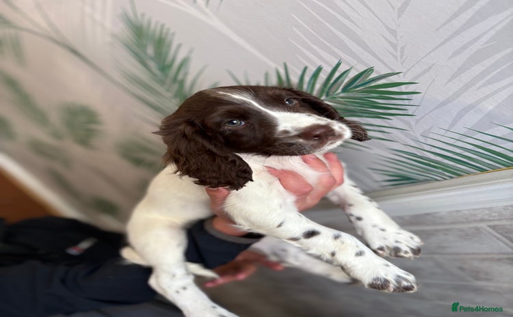 Sprocker dogs - Advert 4