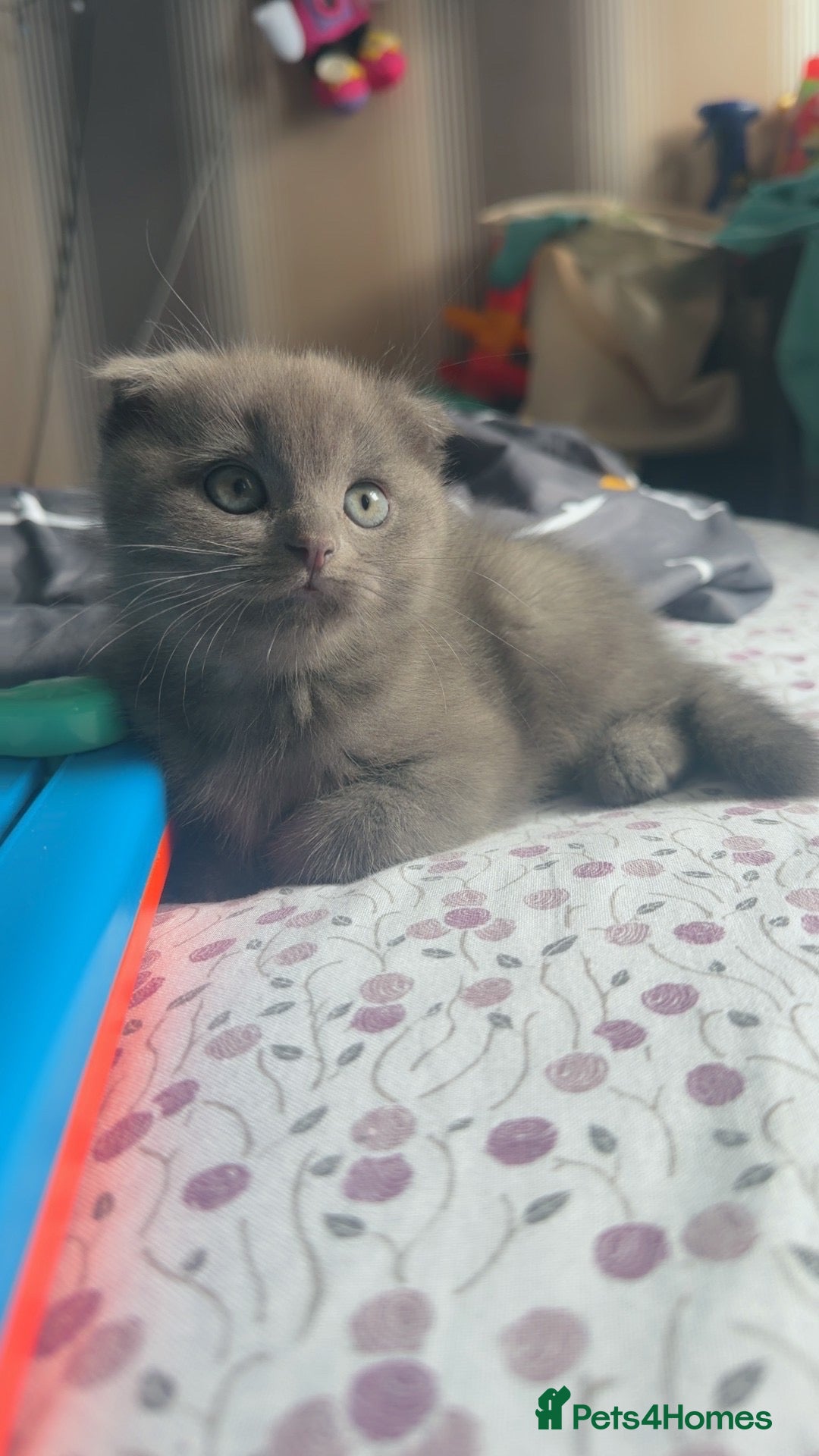Mixed Breed cats ‼️ONLY £400 TODAY‼️Stunning Grey female  - Advert 17