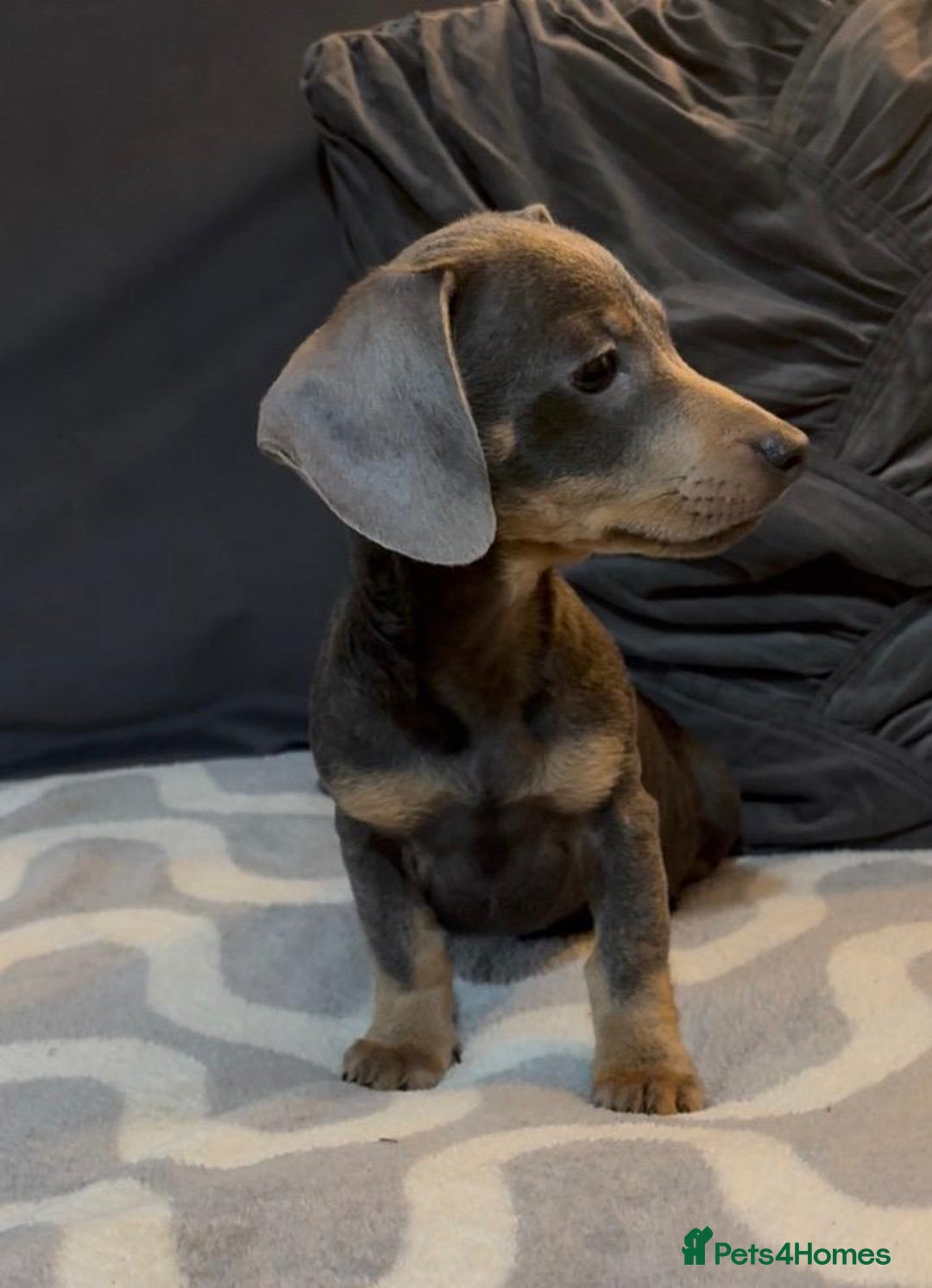 Mixed Breed dogs for sale: Daxijacks puppies ❤️💙 - Advert 14