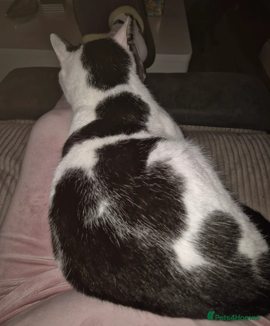 Mixed Breed cats for adoption: Saturn for adoption - Advert 2