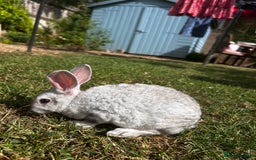 Lionhead rabbits for sale: Stunning Lionhead rabbits. 2 remaining - Image 11