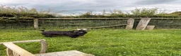 Goats livestock for sale: Billy Pygmy extra small  - Advert 2