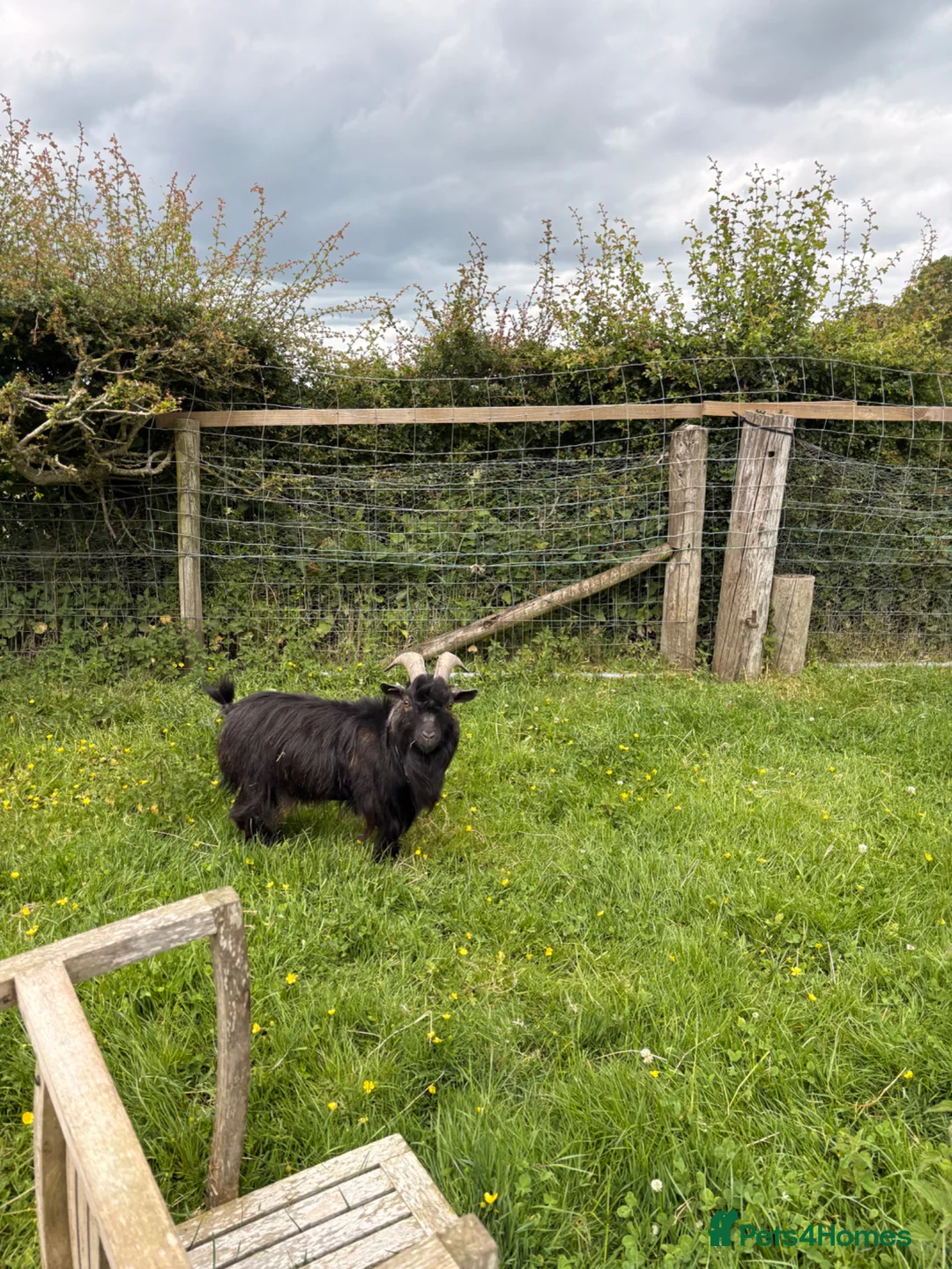Goats livestock for sale: Billy Pygmy extra small  - Advert 2