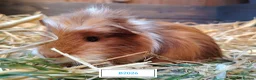 Guinea Pig rodents for sale: Stunning Baby Guine Pigs (sows and boars)  - Advert 1