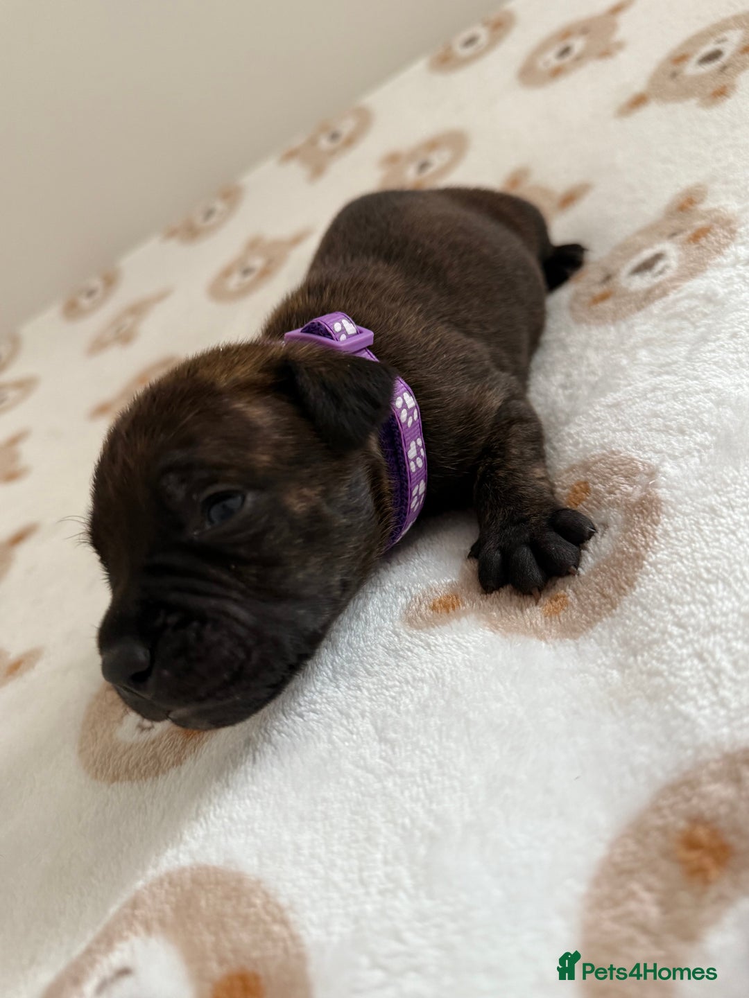 Staffordshire Bull Terrier dogs for sale: Beautiful puppies staffordshire bull terier 🥰 - Image 28