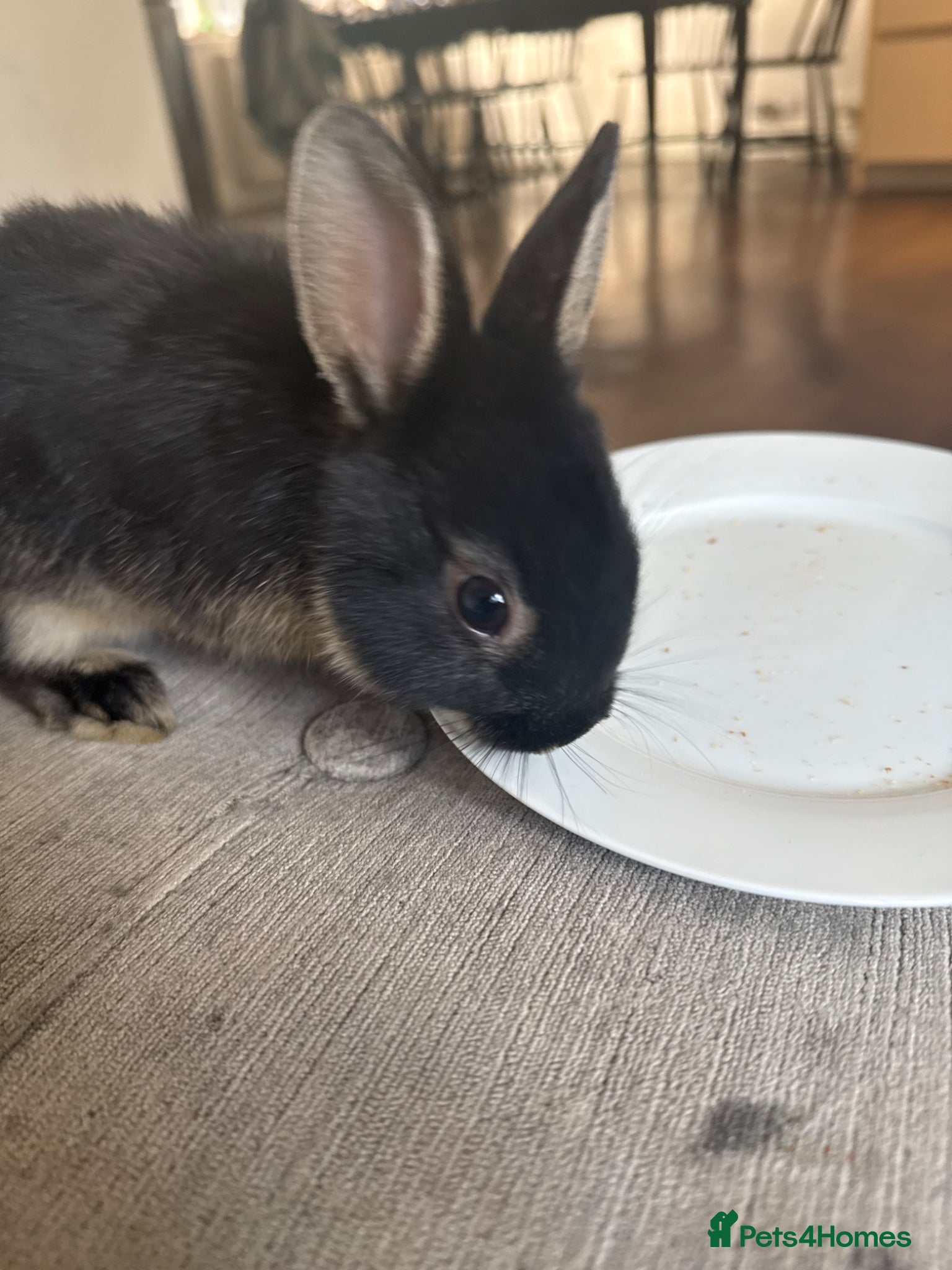 Netherland Dwarf rabbits Beautiful Netherland Dwarf kits  - Advert 2