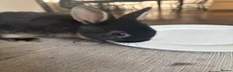 Netherland Dwarf rabbits for sale: Beautiful Netherland Dwarf kits  - Advert 5