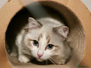 Ragdoll cats - Advert 8