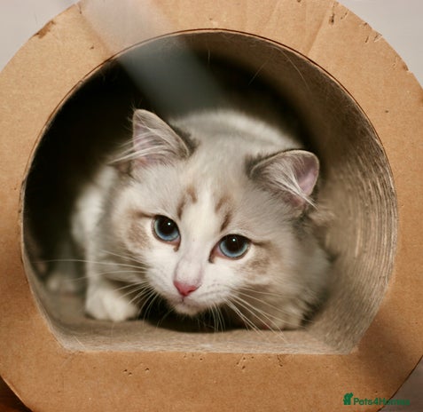 Ragdoll cats - Advert 2