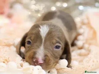 Miniature Dachshund dogs KC Miniature Dachshund Puppies - Advert 1