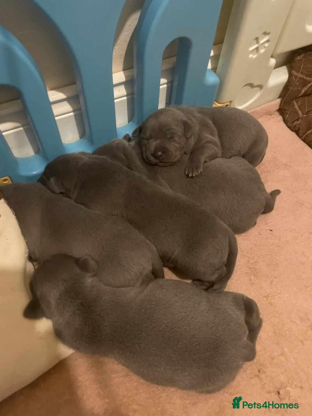 Staffordshire Bull Terrier dogs for sale: Blue Staffordshire bull terrier puppies  - Advert 5