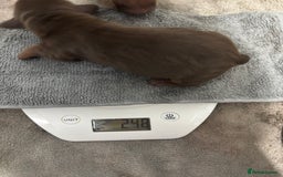 Miniature Dachshund dogs for sale: Miniature dachshund  - Image 10